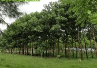 Acacia Mangium timber logs from Sarawak, Malaysia