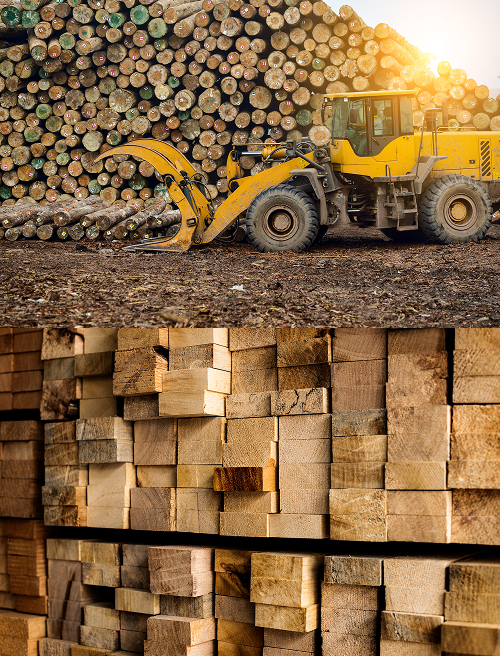 High-quality timber logs ready for export from Misarma Enterprise