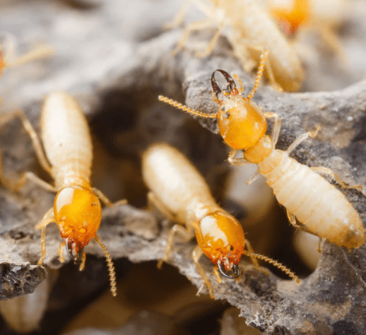 Termites Control