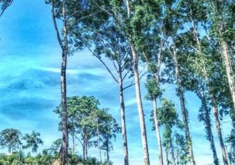 Shorea spp.