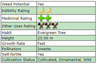 Acacia Mangium Properties