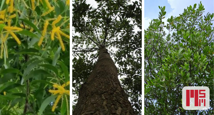 Acacia Mangium - Feature Image