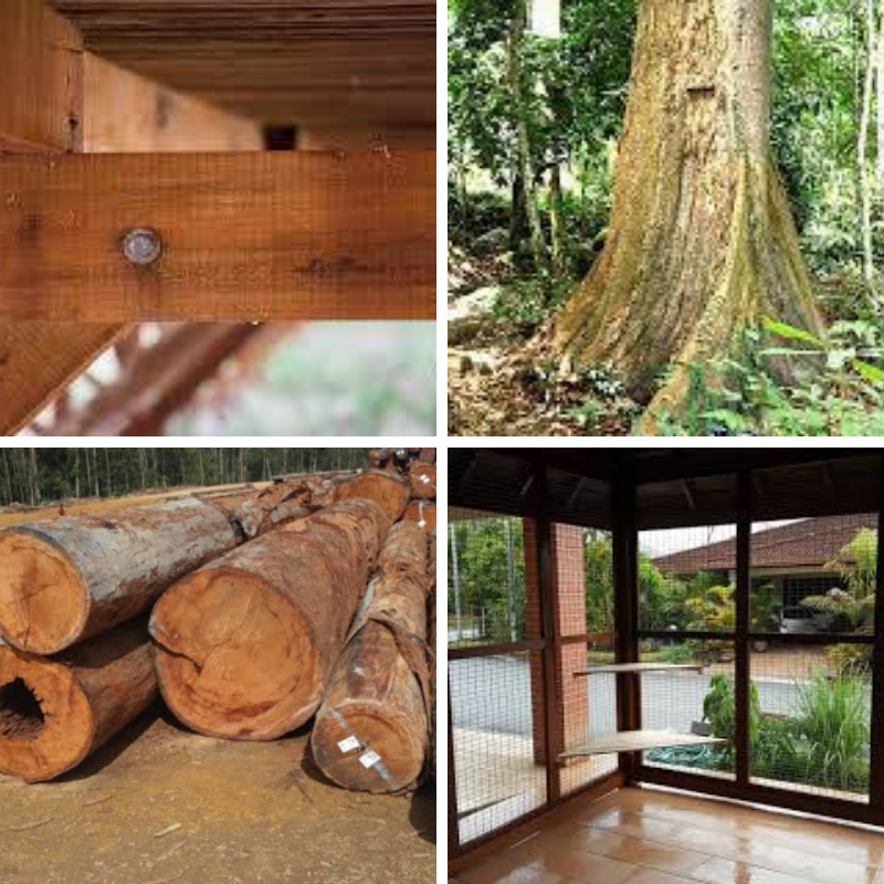Resak - Images from Dreamstime, Y and L Wood Supply, Montco, and Timber of Sabah