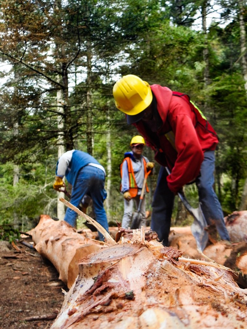 Machineries used in logging