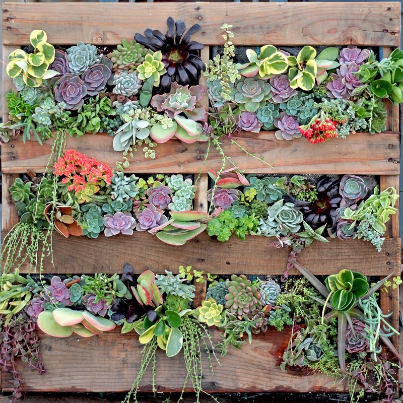 plant walls wooden pallets